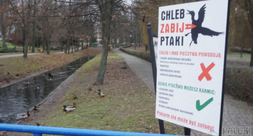 Taka informacja o tym czym nie należy karmić dzikiego ptactwa, a czym można karmić pojawiła się w mogileńskim parku fot. Marek Holak
