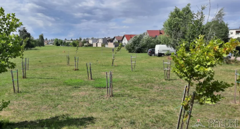 Łąka na osiedlu zachodnim w Mogilnie   fot. Marek Holak