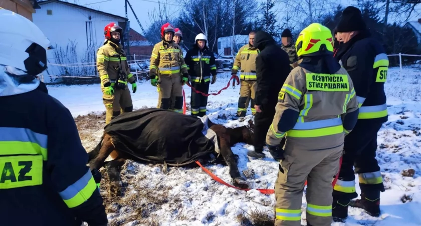 W grudniu zastępy straży pożarnych uczestniczyły w nietypowej akcji. W miejscowości Rzeszynek ratowali konia, który nie mógł się podnieść fot arch. OSP Jeziora Wielkie