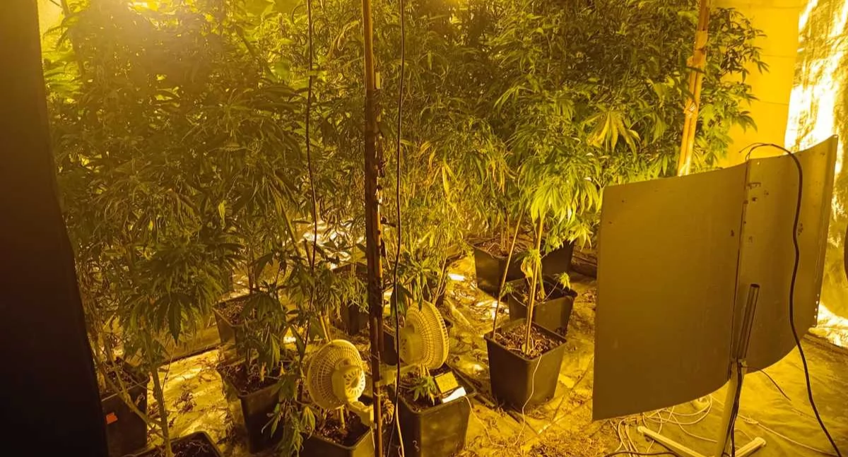 Nielegalna uprawa została wyposażona we wszystkie niezbędne do szybkiego rozwoju sadzonek instalacje m.in. lampy i wentylatory   fot. KPP w Mogilnie