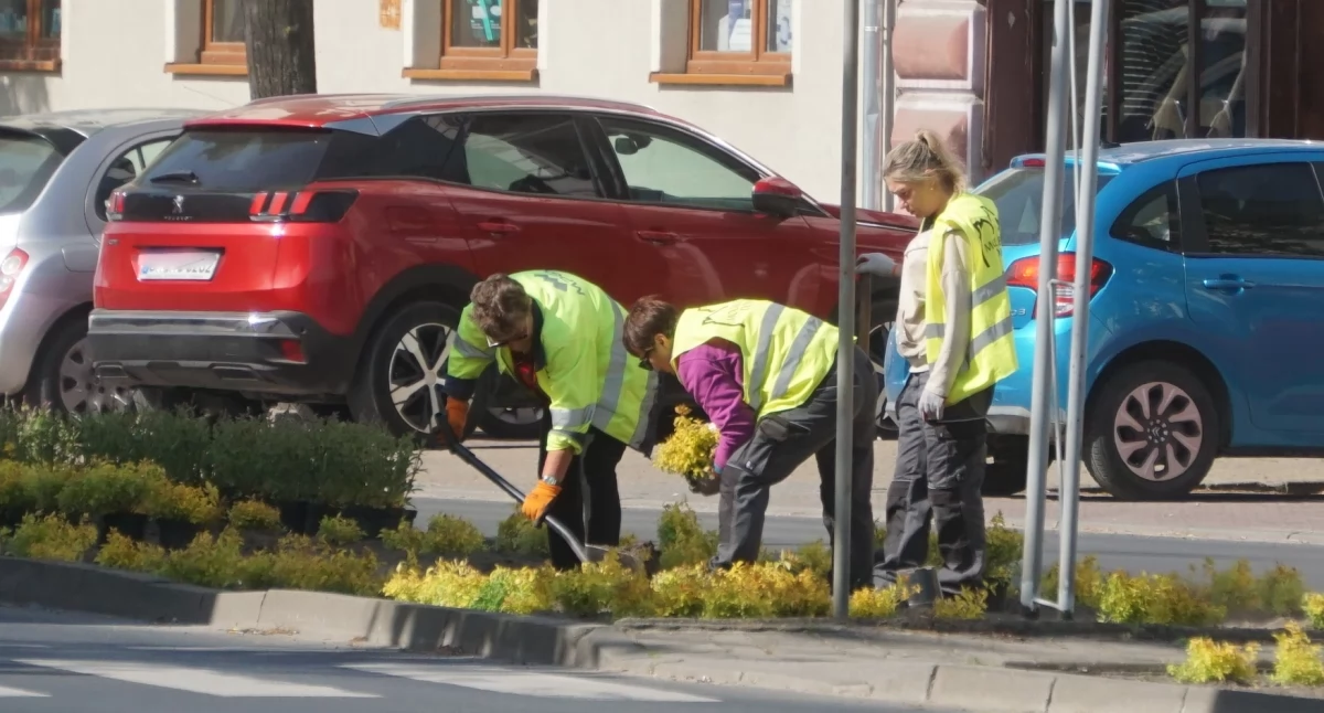 Trwają nasadzenia roślin na placu Wolności w Mogilnie   fot. Marek Holak