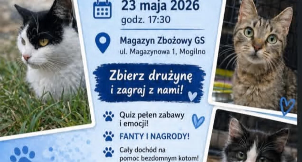 Życie miast i wsi, Charytatywny Wiedzy pomoc kotom Mogilnie - zdjęcie, fotografia