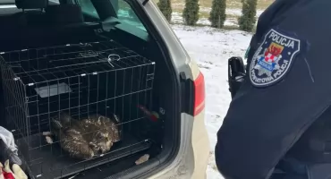 Ranny myszołów przy drodze w Dąbrówce