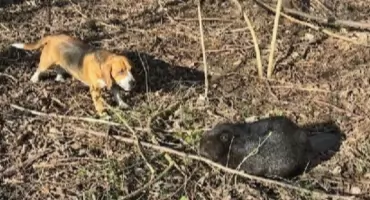 W regionie coraz więcej bobrów. Na Noteci, Pannie budują tamy, zalewane są łąki